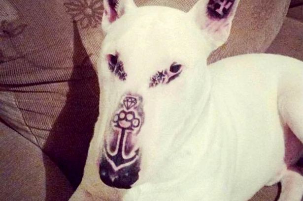 Un joven cubre la cara de su perro con cinco tatuajes y recibe miles de críticas Un joven cubre la cara de su perro con cinco tatuajes y recibe miles de críticas
