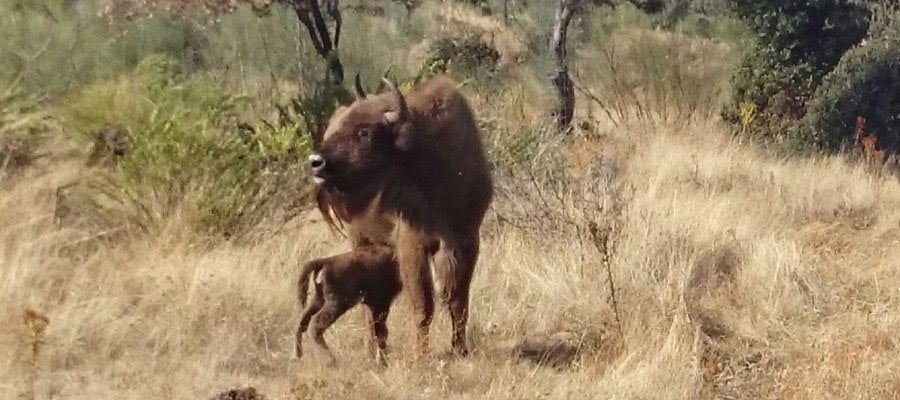 Nace el primer bisonte europeo en Extremadura después de 10.000 años Nace el primer bisonte europeo en Extremadura después de 10.000 años