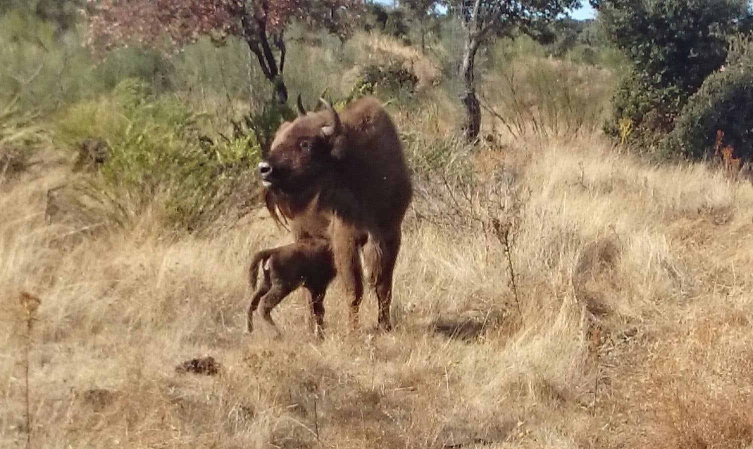 Nace el primer bisonte europeo en Extremadura después de 10.000 años Nace el primer bisonte europeo en Extremadura después de 10.000 años