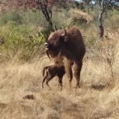 Nace el primer bisonte europeo en Extremadura después de 10.000 años