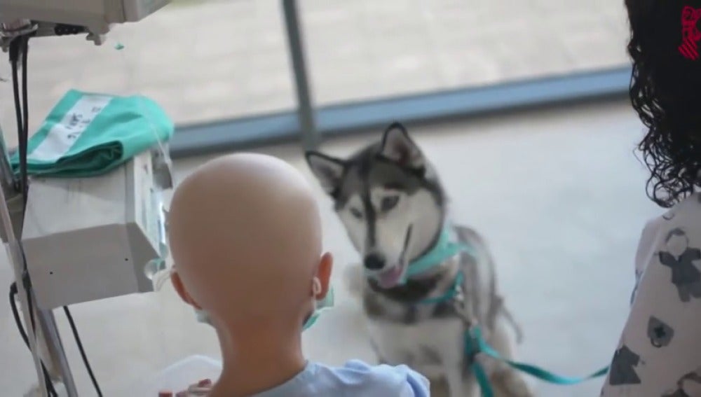 Imagen de un perro con un paciente menor en un hospital