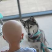Imagen de un perro con un paciente menor en un hospital
