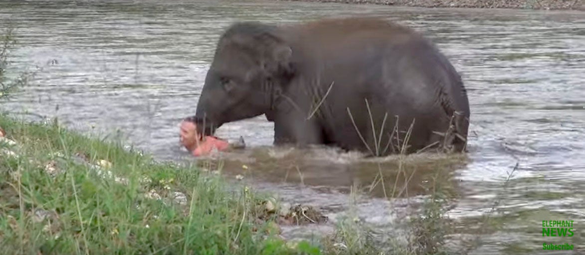 Un elefante cree que su cuidador se está ahogando y se lanza al río para rescatarlo Un elefante cree que su cuidador se está ahogando y se lanza al río para rescatarlo