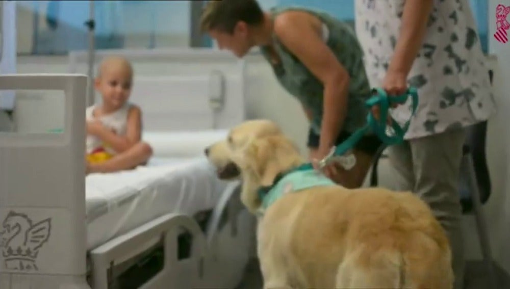 Frame 30.19735 de: Los trabajadores del Hospital La Fe de Valencia comparten sus perros con los pacientes