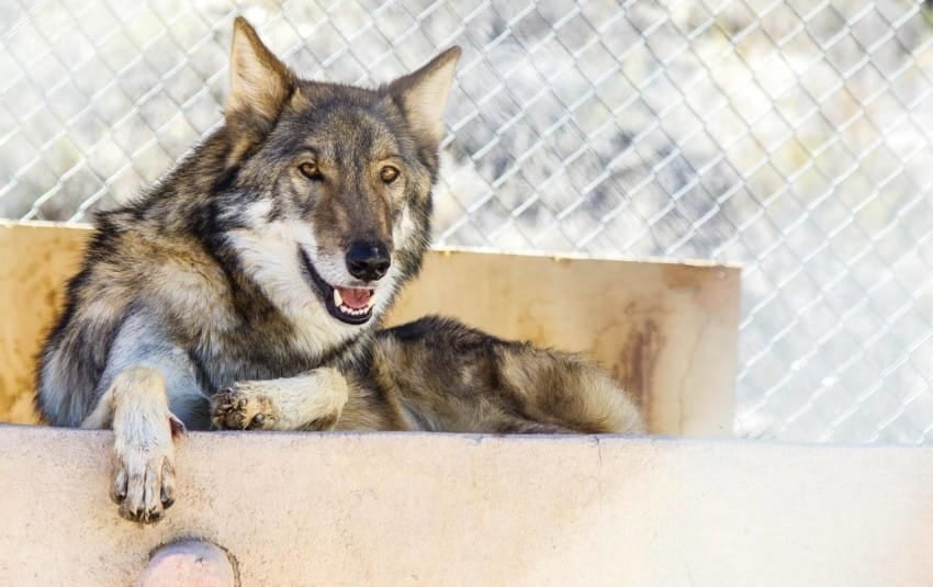 "Los animales salvajes jamas podrán ser una mascota por mucho que te empeñes en comprarlo y encerrarlo" "Los animales salvajes jamas podrán ser una mascota por mucho que te empeñes en comprarlo y encerrarlo"