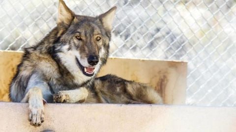 El cachorro de pastor alem&aacute;n que en realidad era un lobo