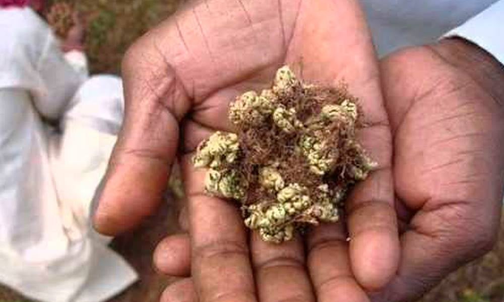 Tertulia Zona Cero: En busca de Sanjivani, la planta que resucita a los muertos Tertulia Zona Cero: En busca de Sanjivani, la planta que resucita a los muertos