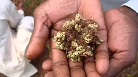 planta resucita muertos planta resucita muertos