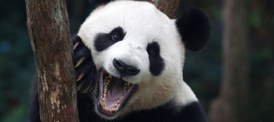 Jia Jia, el oso panda más longevo en cautividad Jia Jia, el oso panda más longevo en cautividad