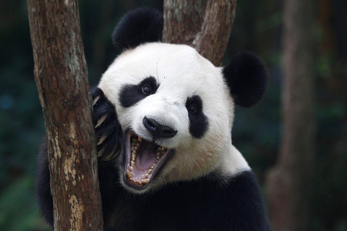 Muere Jia Jia, el oso panda en cautividad más longevo del mundo a los 38 años Muere Jia Jia, el oso panda en cautividad más longevo del mundo a los 38 años