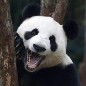 Jia Jia, el oso panda más longevo en cautividad