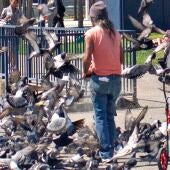 Un hombre alimentando a las palomas