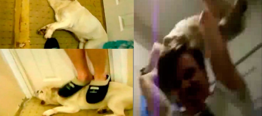 Imágenes Baby, el perro maltratado Imágenes Baby, el perro maltratado
