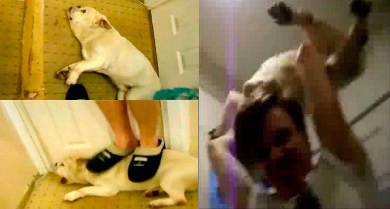 Indignación por la ridícula condena a dos hermanos que se grabaron maltratando brutalmente a su perro Indignación por la ridícula condena a dos hermanos que se grabaron maltratando brutalmente a su perro