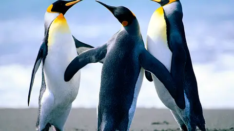 Pingüinos en la playa Pingüinos en la playa