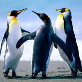Pingüinos en la playa