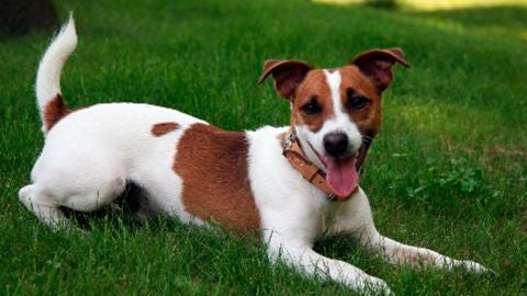 Perro