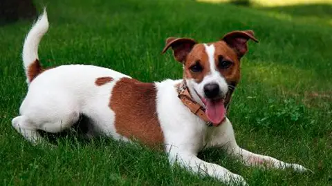 Perro Perro