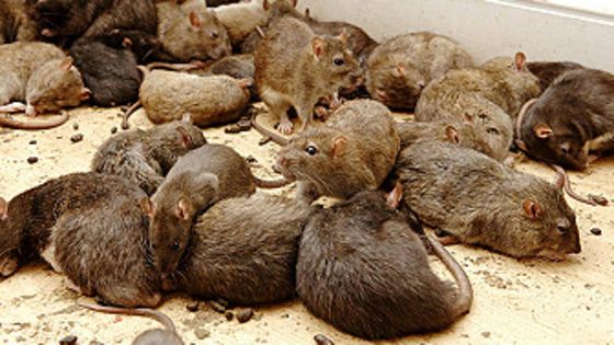 Mesa de Redacción: Abre una cafetería para consumir con ratas a tu alrededor Mesa de Redacción: Abre una cafetería para consumir con ratas a tu alrededor