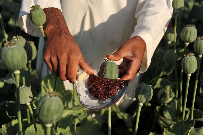 La producción de opio en Afganistán aumenta un 43% en el último año La producción de opio en Afganistán aumenta un 43% en el último año