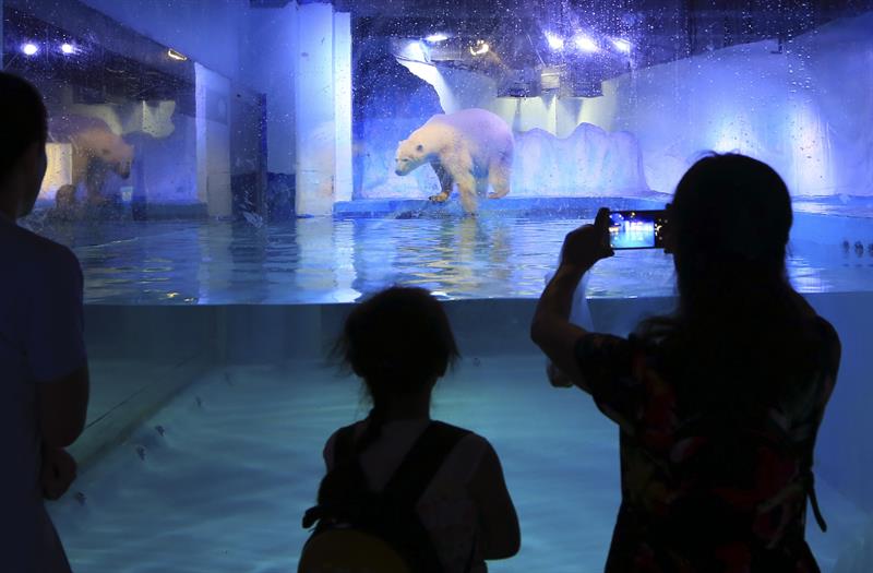 Un millón de firmas piden liberar al oso polar más triste del mundo, encerrado en un centro comercial de China Un millón de firmas piden liberar al oso polar más triste del mundo, encerrado en un centro comercial de China