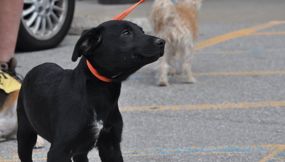 El censo de perros del Ayuntamiento de Elche crece un 38 % en seis años El censo de perros del Ayuntamiento de Elche crece un 38 % en seis años