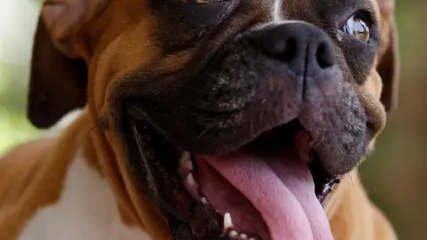 Perro de raza boxer Perro de raza boxer