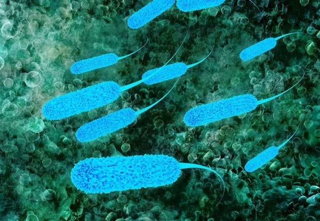 La microbiota: las claves de nuestras tripas La microbiota: las claves de nuestras tripas