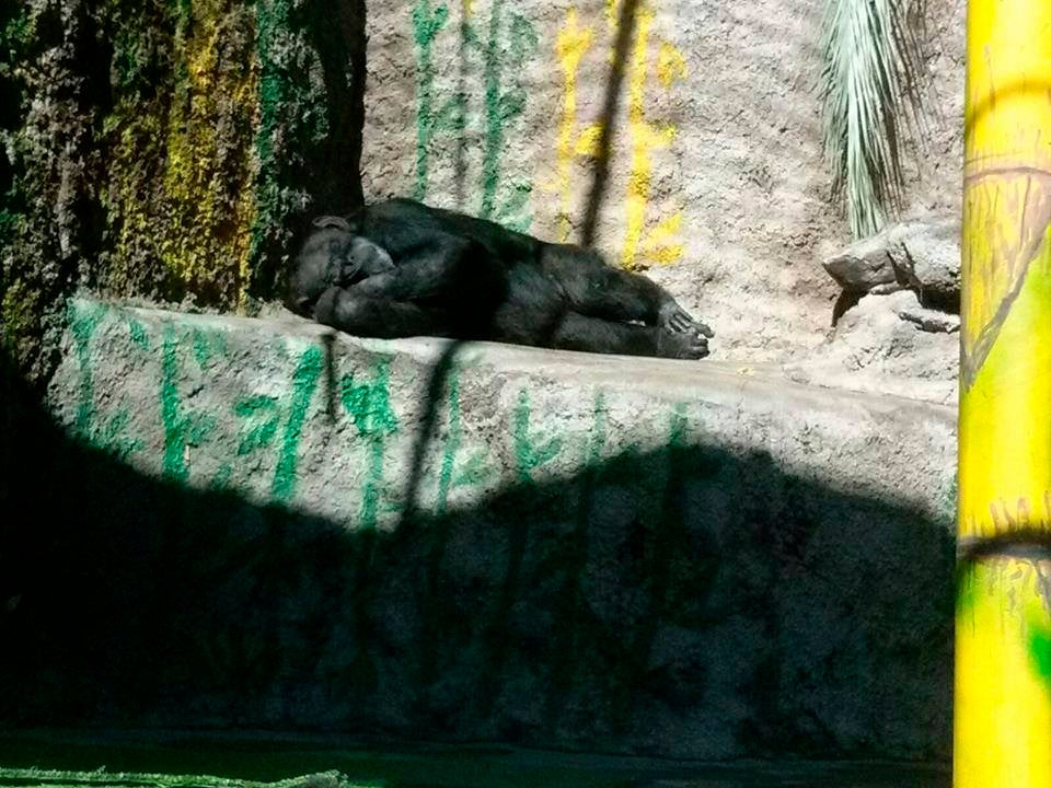 Sentencia histórica en Argentina a favor de Cecilia, una chimpancé encerrada en una celda de cemento que será traslada Sentencia histórica en Argentina a favor de Cecilia, una chimpancé encerrada en una celda de cemento que será traslada