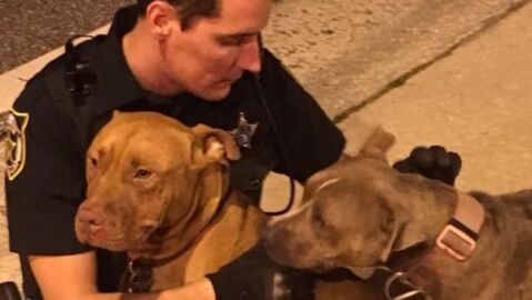 Ambos perros con uno de los agentes de Polic&iacute;a 