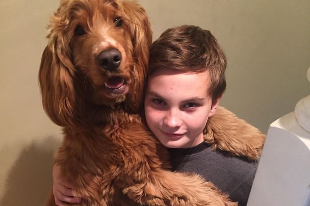 Los perros recuerdan lo que hacen sus dueños Los perros recuerdan lo que hacen sus dueños