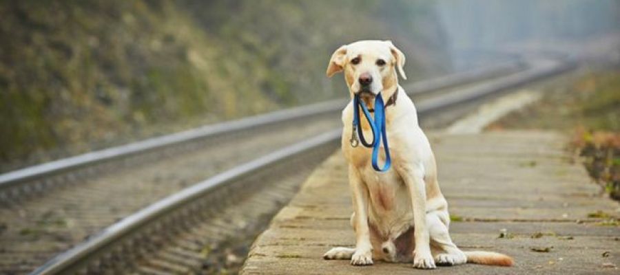 Un perro espera al lado de una vía de tren Un perro espera al lado de una vía de tren