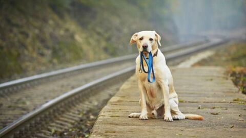 Un perro espera al lado de una v&iacute;a de tren