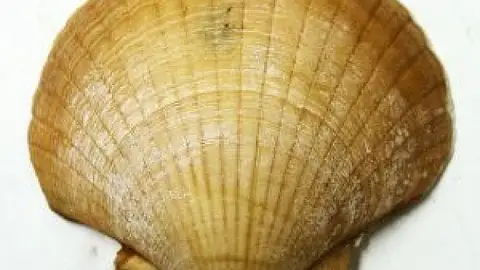 - -