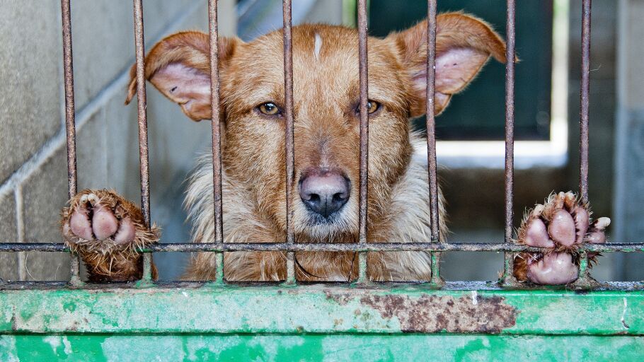 Rescatan dos perros desnutridos y abandonados 