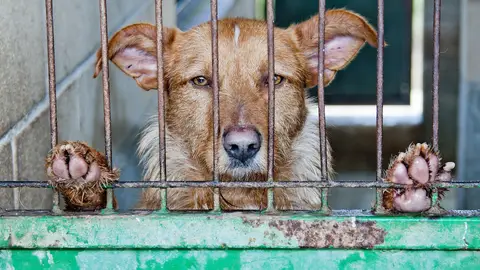 Rescatan dos perros desnutridos y abandonados Rescatan dos perros desnutridos y abandonados