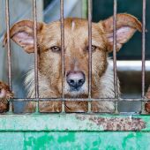 Rescatan dos perros desnutridos y abandonados 