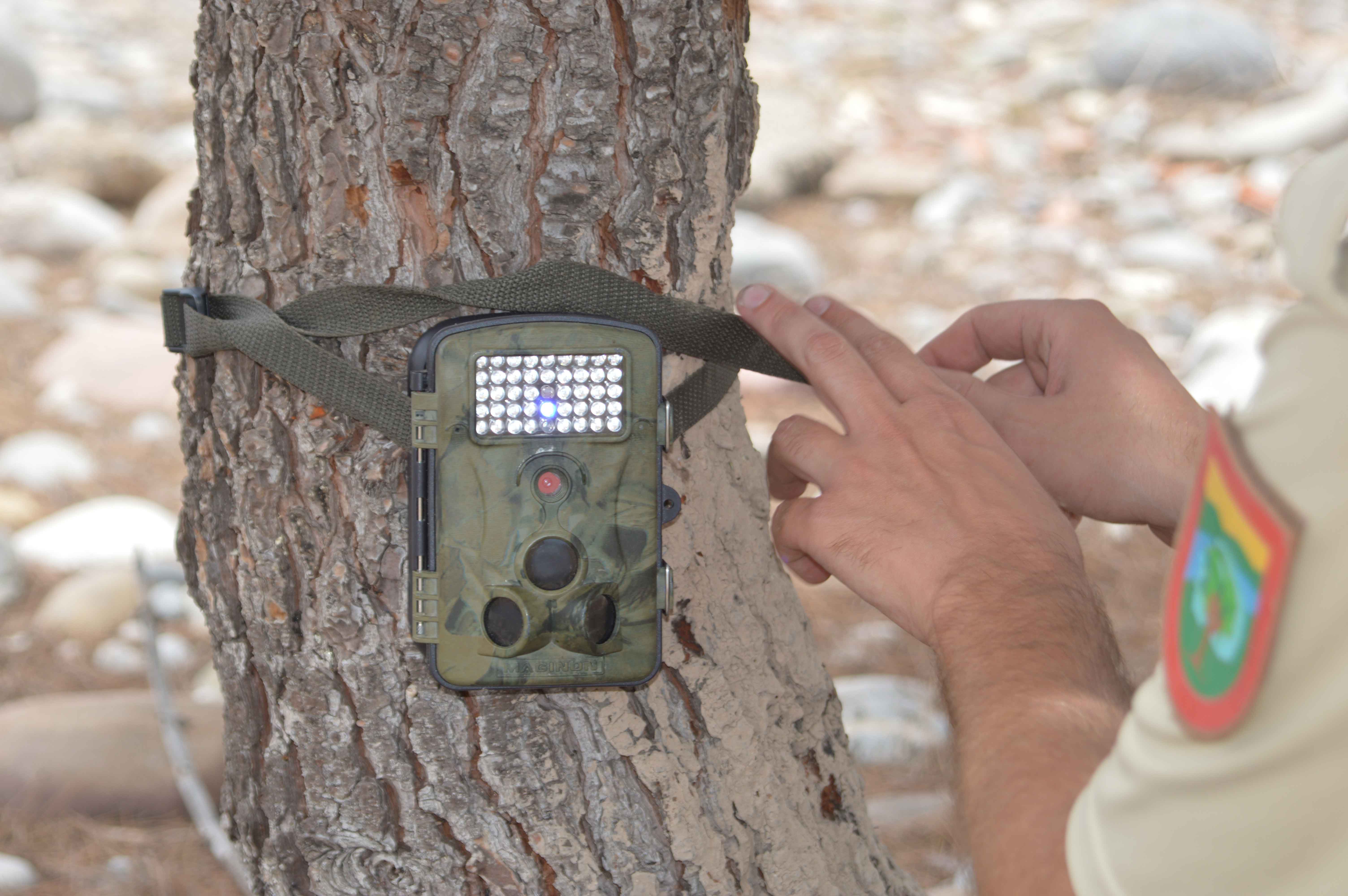 El foto trampeo da excelentes resultados en la desembocadura del Mijares El foto trampeo da excelentes resultados en la desembocadura del Mijares