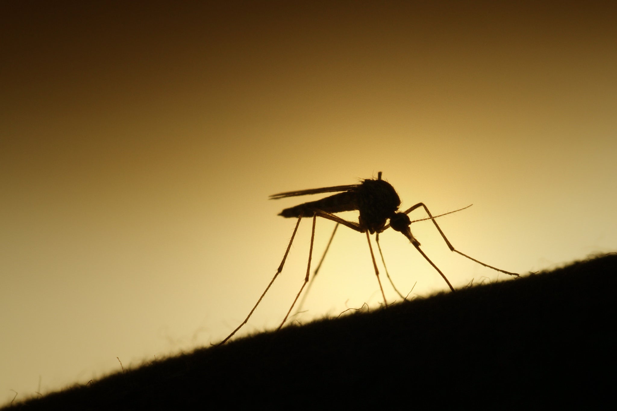 El virus de la fiebre del Nilo mantiene ingresados a seis pacientes en Extremadura, dos de ellos en la UCI El virus de la fiebre del Nilo mantiene ingresados a seis pacientes en Extremadura, dos de ellos en la UCI