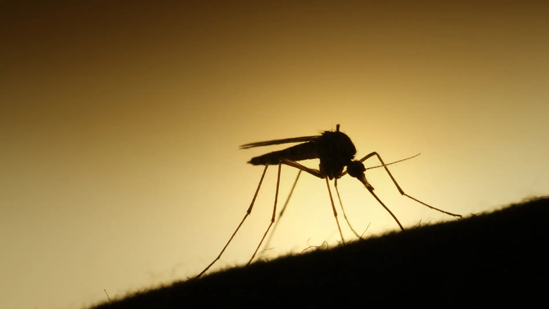 Un mosquito en plena acción Un mosquito en plena acción