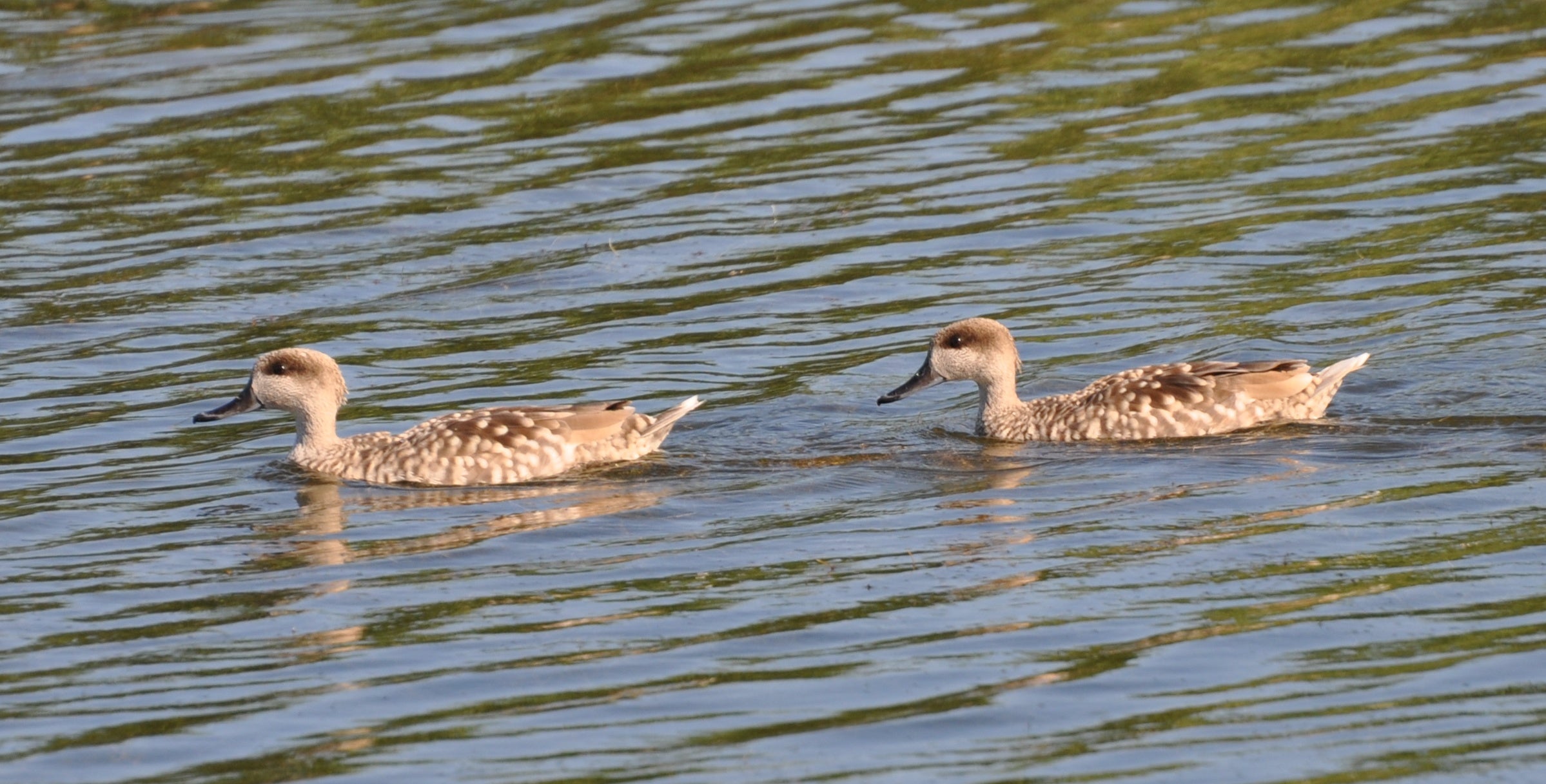 La UMH de Elche se implica en un proyecto para la conservación de la Cerceta pardilla La UMH de Elche se implica en un proyecto para la conservación de la Cerceta pardilla