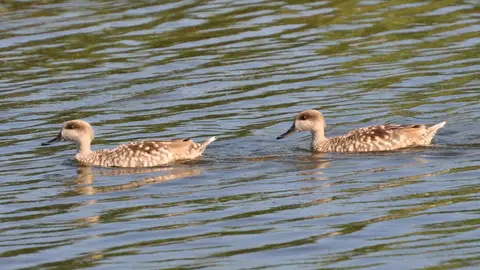 Pareja de Cerceta Pardilla en el Parque Natural de El Hondo Elche