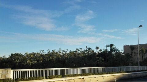 Elche
