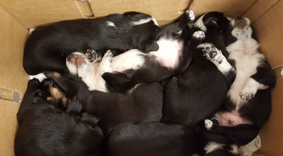 Encuentra a siete cachorros abandonados en un contenedor al lado de su madre muerta tras recibir un disparo Encuentra a siete cachorros abandonados en un contenedor al lado de su madre muerta tras recibir un disparo