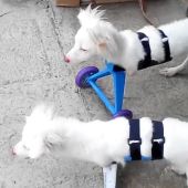 Orion y Athenas, los dos perros gemelos con sus sillas de ruedas