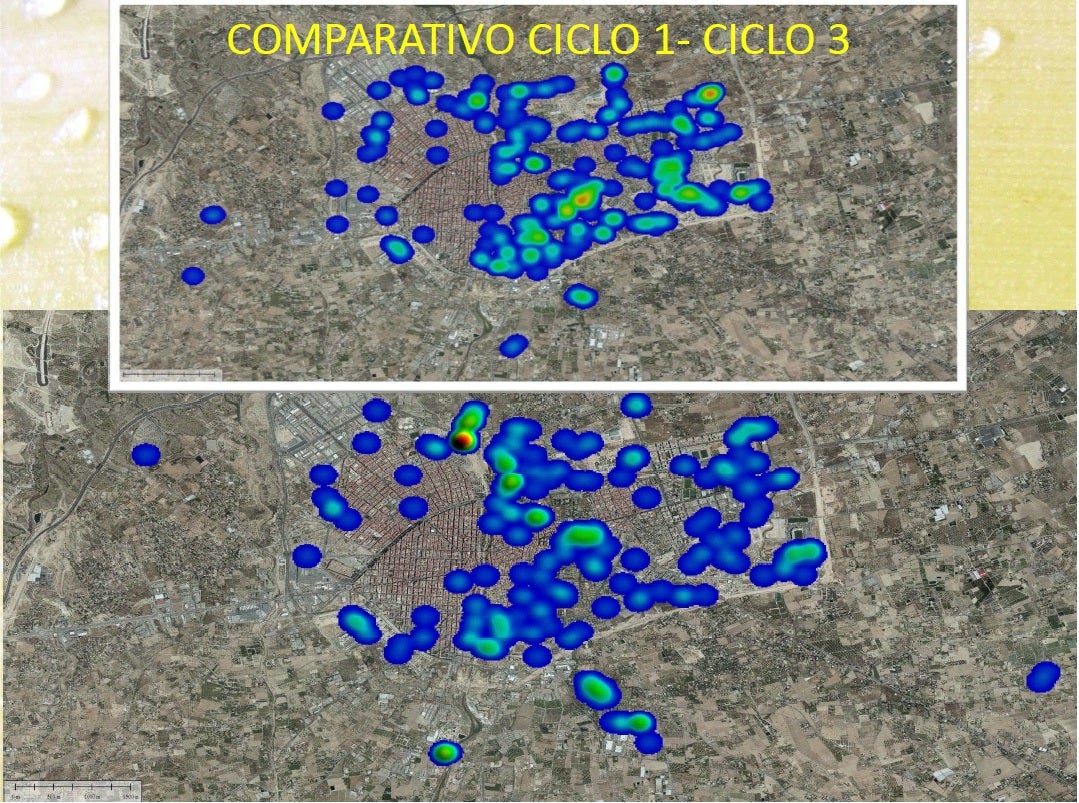 La Paysandisia supera al picudo en crecimiento de incidiencia sobre el Palmeral de Elche La Paysandisia supera al picudo en crecimiento de incidiencia sobre el Palmeral de Elche