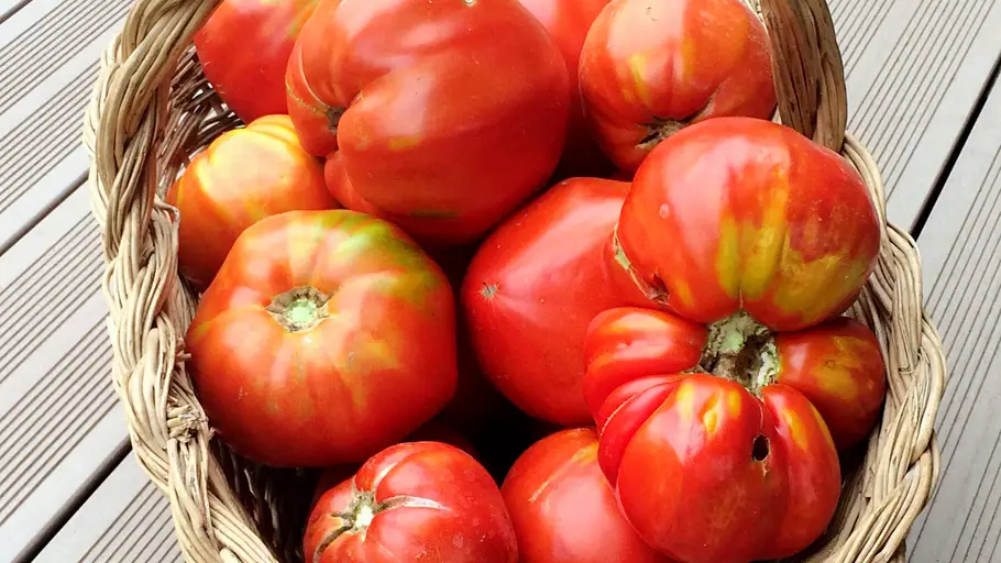 Tomates Tomates