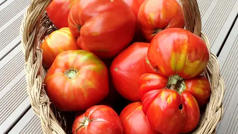 Tomates Tomates