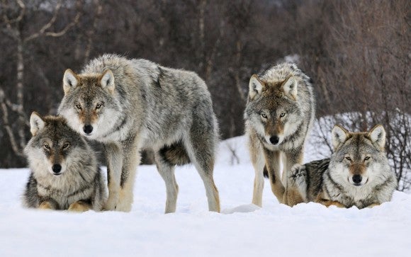 Canciones sobre lobos Canciones sobre lobos