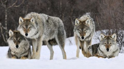 Lobos en manada